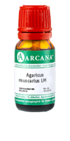 AGARICUS MUSCARIUS LM 10 Dilution