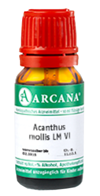 ACANTHUS mollis LM 6 Dilution