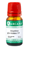 AILANTHUS GLANDULOSA LM 10 Dilution