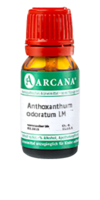 ANTHOXANTHUM odoratum LM 15 Dilution